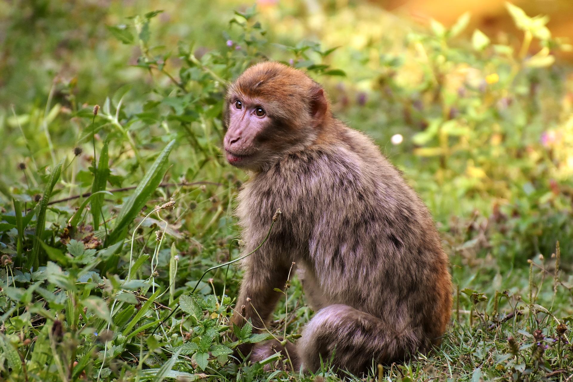 Barbary macaque endangered