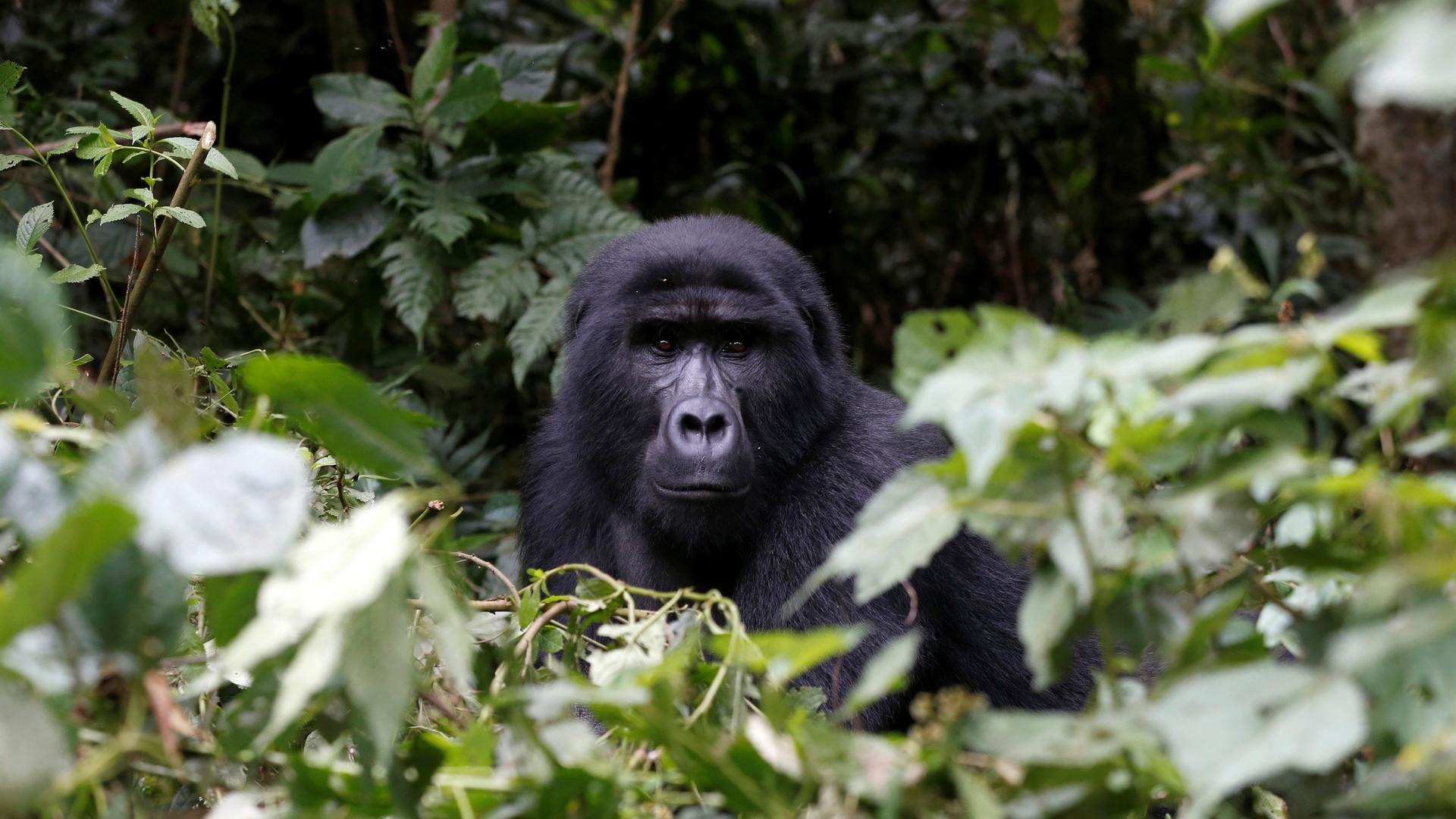 A male mountain gorilla from the Mukiza group is seen in the forest within the Bwindi National Park near the town of Kisoro, Uganda, March 31, 2018.