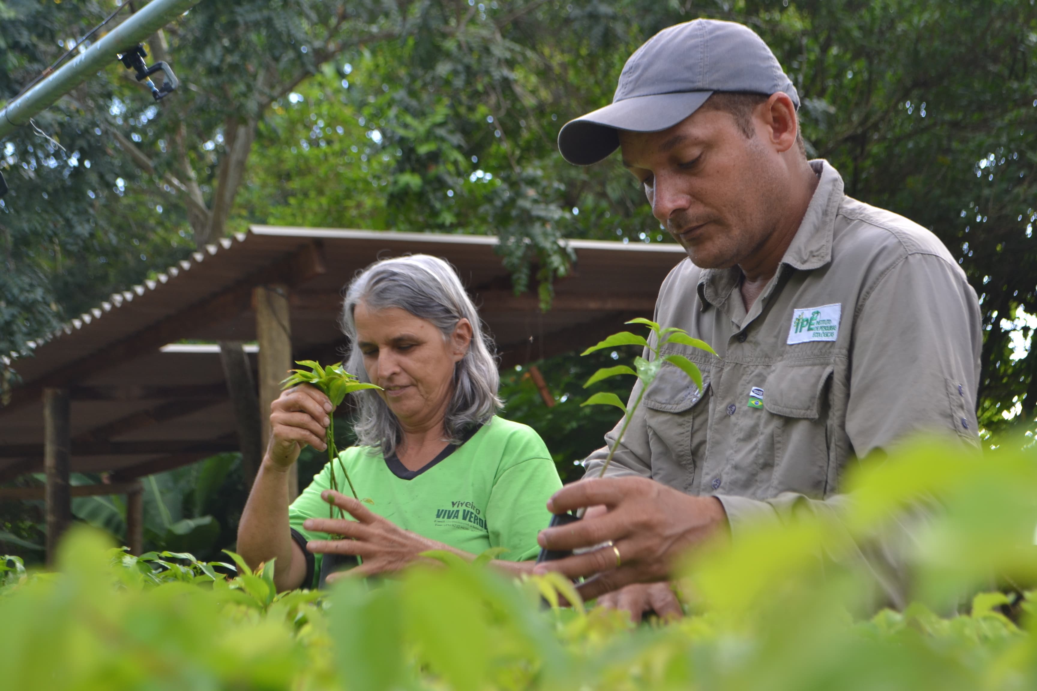 Conservation experts in the Atlantic Forest train local people to grow native plants in nurseries.