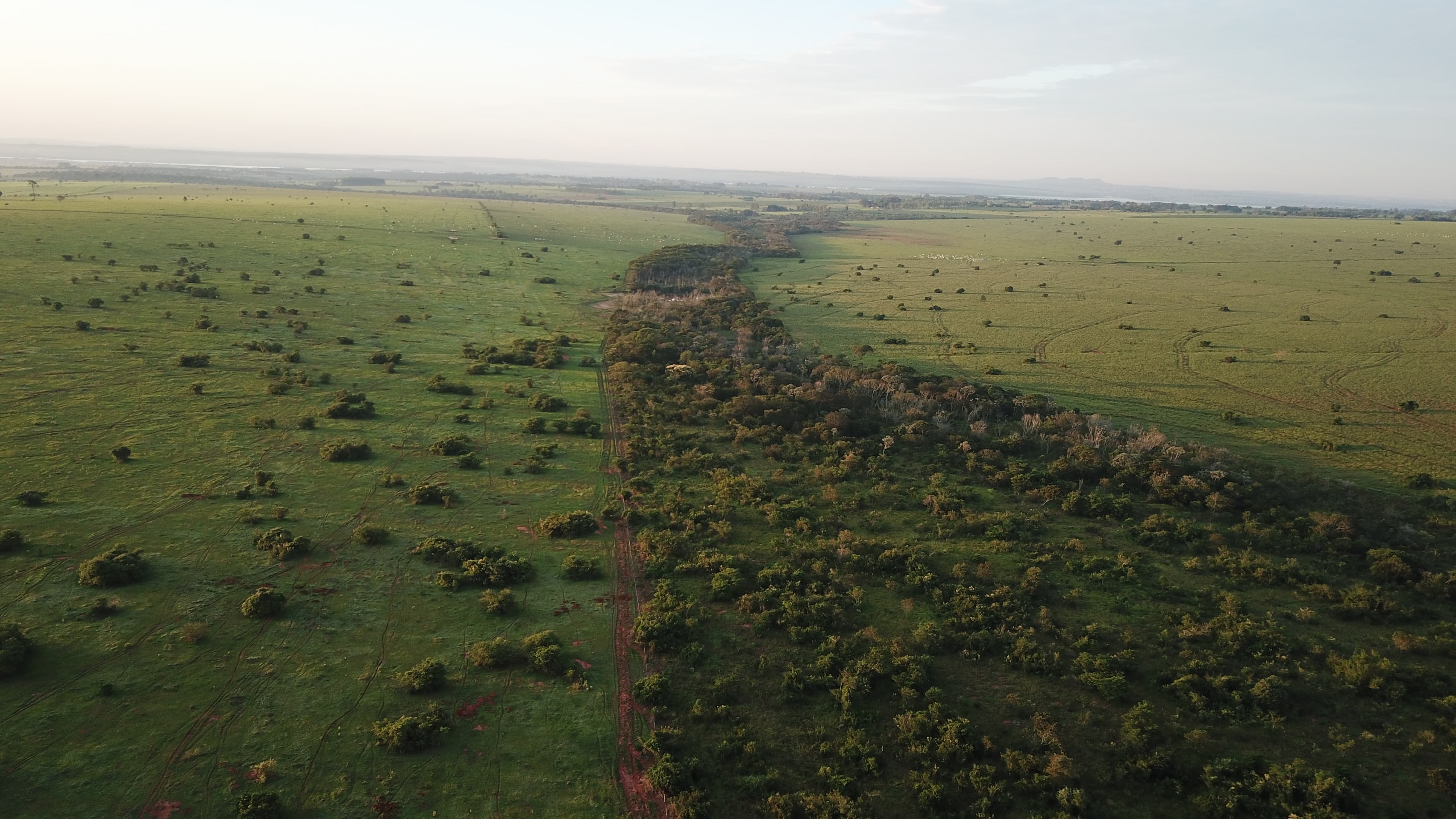 Atlantic rainforest regrowth in Brazil.