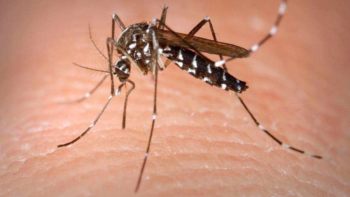 Dengue, Zika and chikungunya viruses are spread by the Aedes species of mosquito, like the Aedes albopictus pictured here