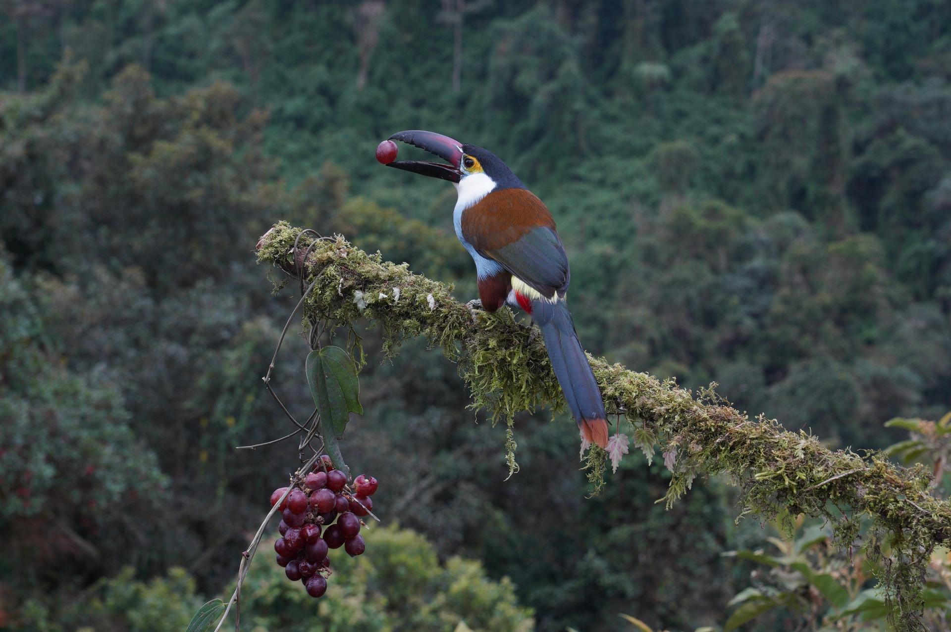 The Black Billed Mountain Toucan is one of the main attractions at El Color de Mis Reves, or the Color of My Dreams,  a birdwatching lodge near Manizales, Colombia.