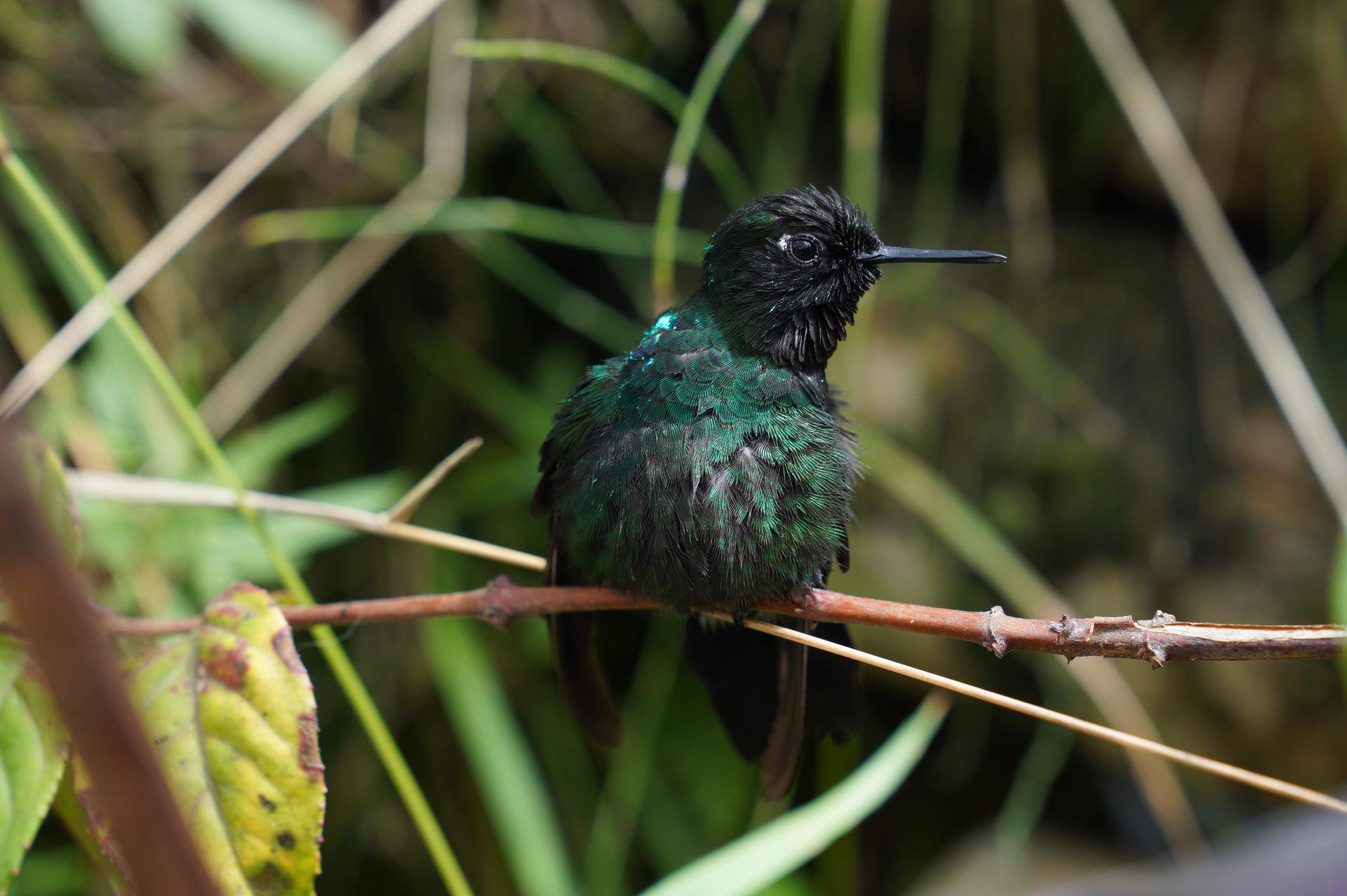 More than 1900 bird species have been spotted in Colombia, more than in any other country.