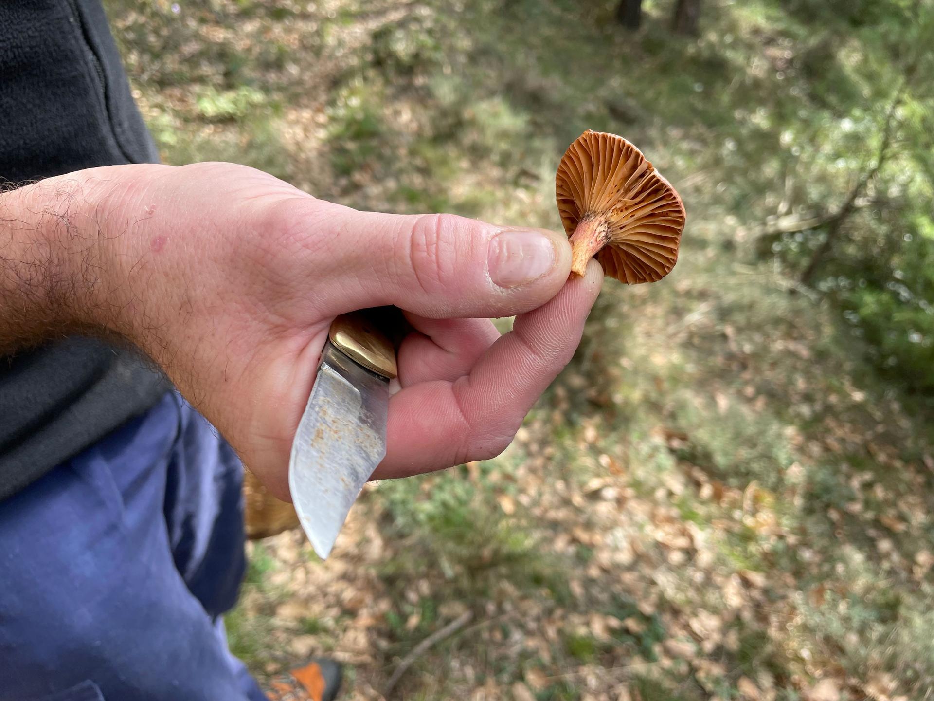 Pep González shows off a freshly cut cama de perdiu mushroom (chroogomphus rutilus), known in English as the brown slimecap or the copper spike. The 49-year-old has been mushroom hunting since he was 12, a trade he learned from his grandmother.