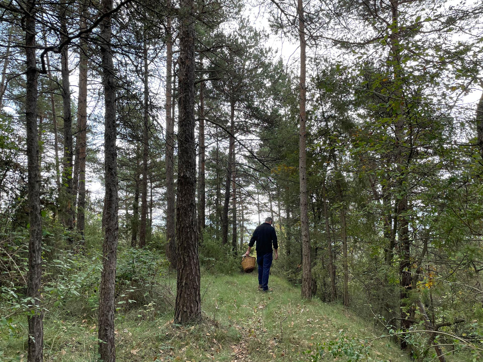 Pep González, a longtime mushroom forager, on a hunt for mushrooms in the forest. 