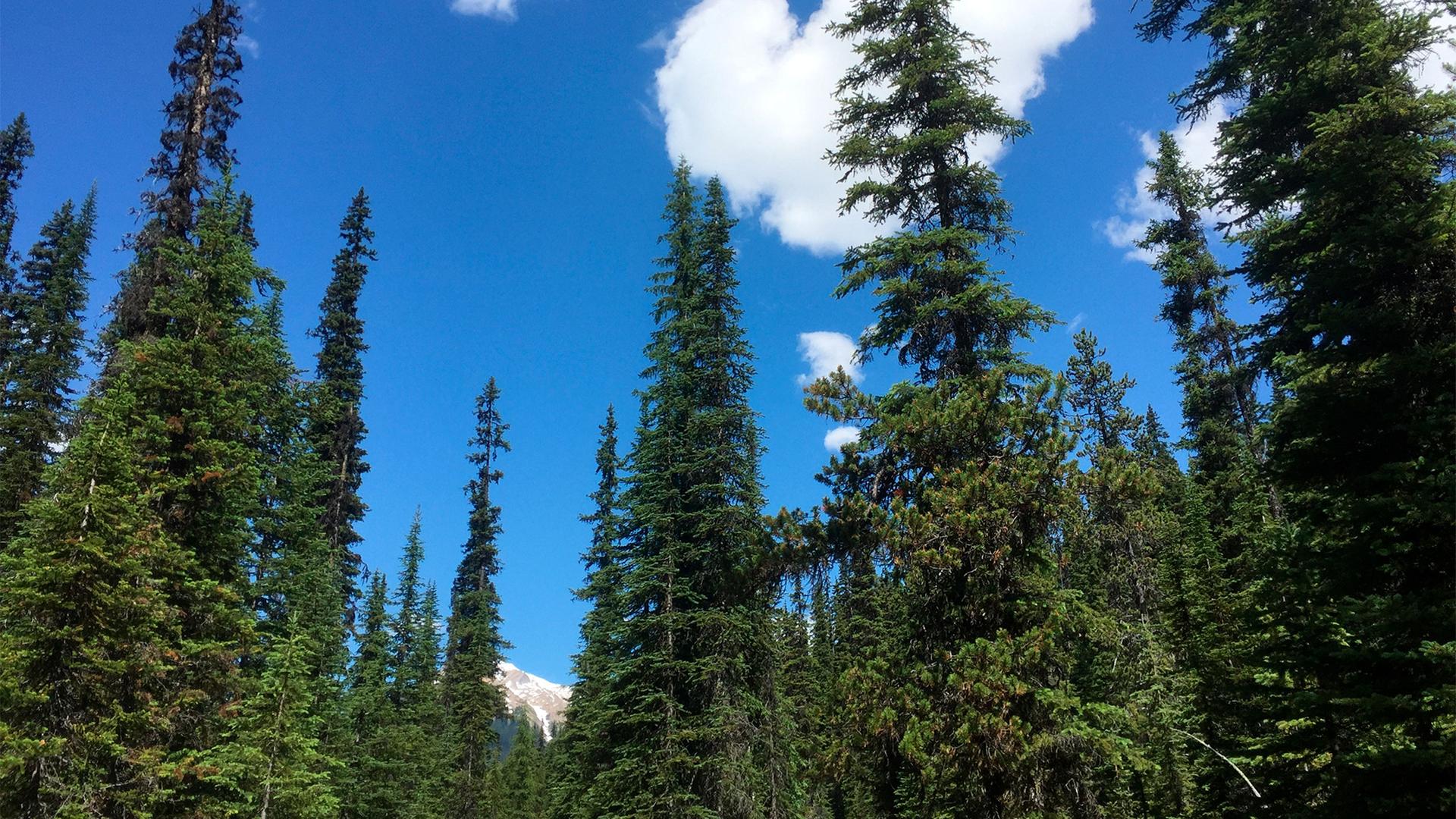 Coniferous trees in Yoho National Park reach toward the sky with snow-topped mountains in the background in Canada's stretch of the Rocky Mountains, straddling the border of British Columbia and Alberta