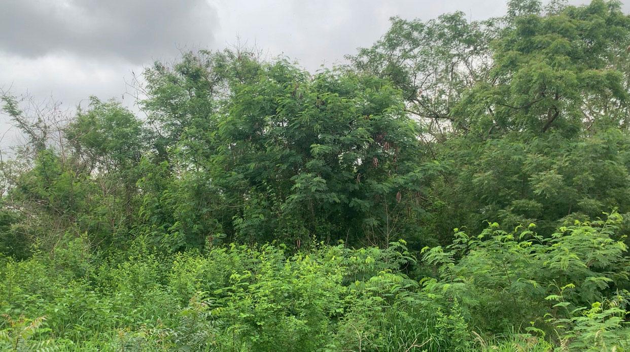 Achimota forest in Accra's only surviving greenbelt, leaving many Ghanaians concerned about its planned rezoning.