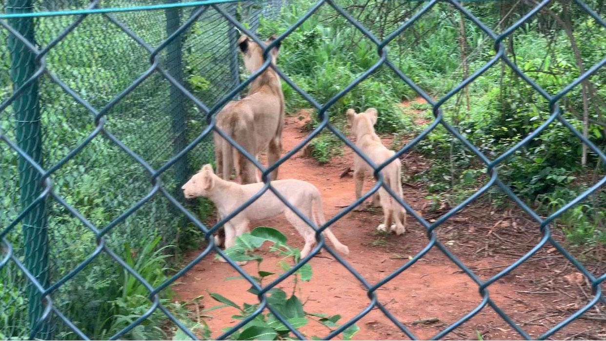 A group of tigers explore at Achimota forest's zoo area.
