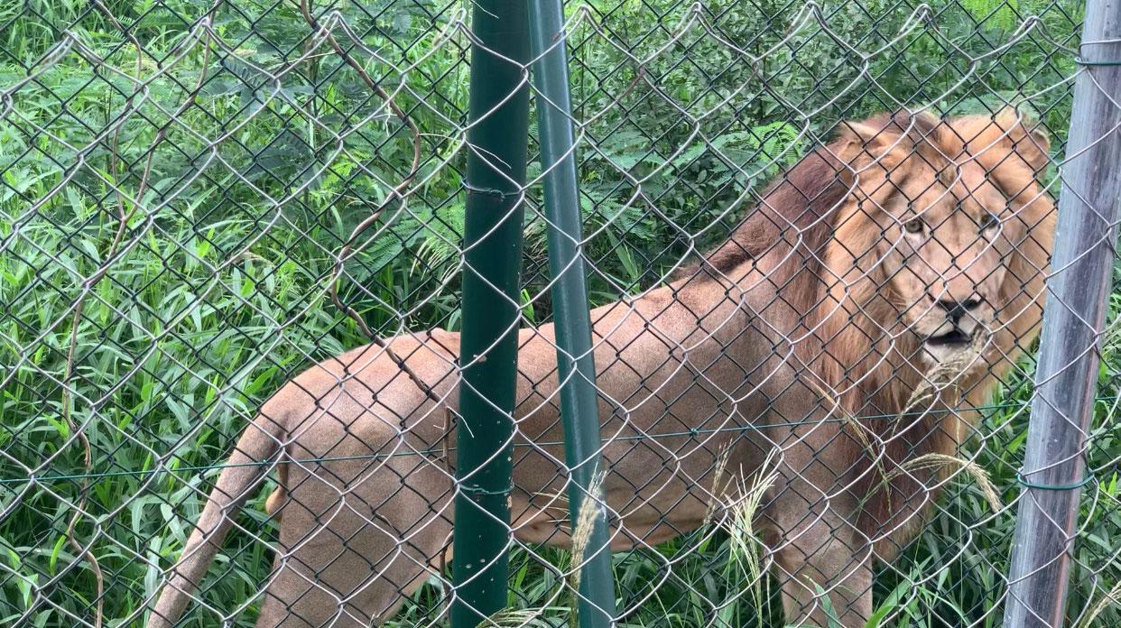 A lion looks at visitors at Achimota forest.