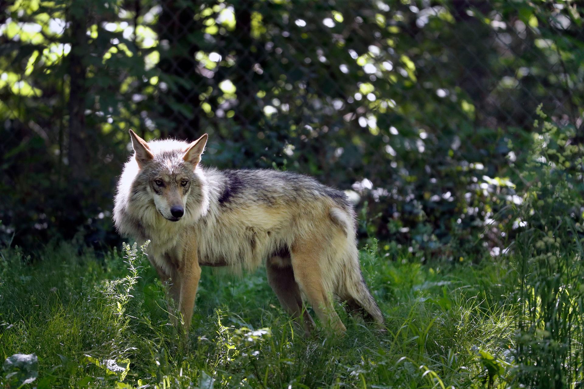 A Mexican gray wolf is seen in Eurkea, Montana, on May 20, 2019.