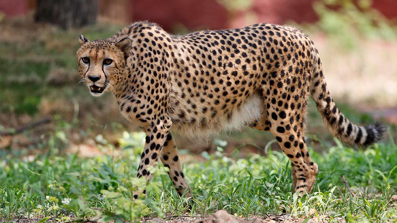 Cheetahs are being reintroduced to India after their extinction there ...