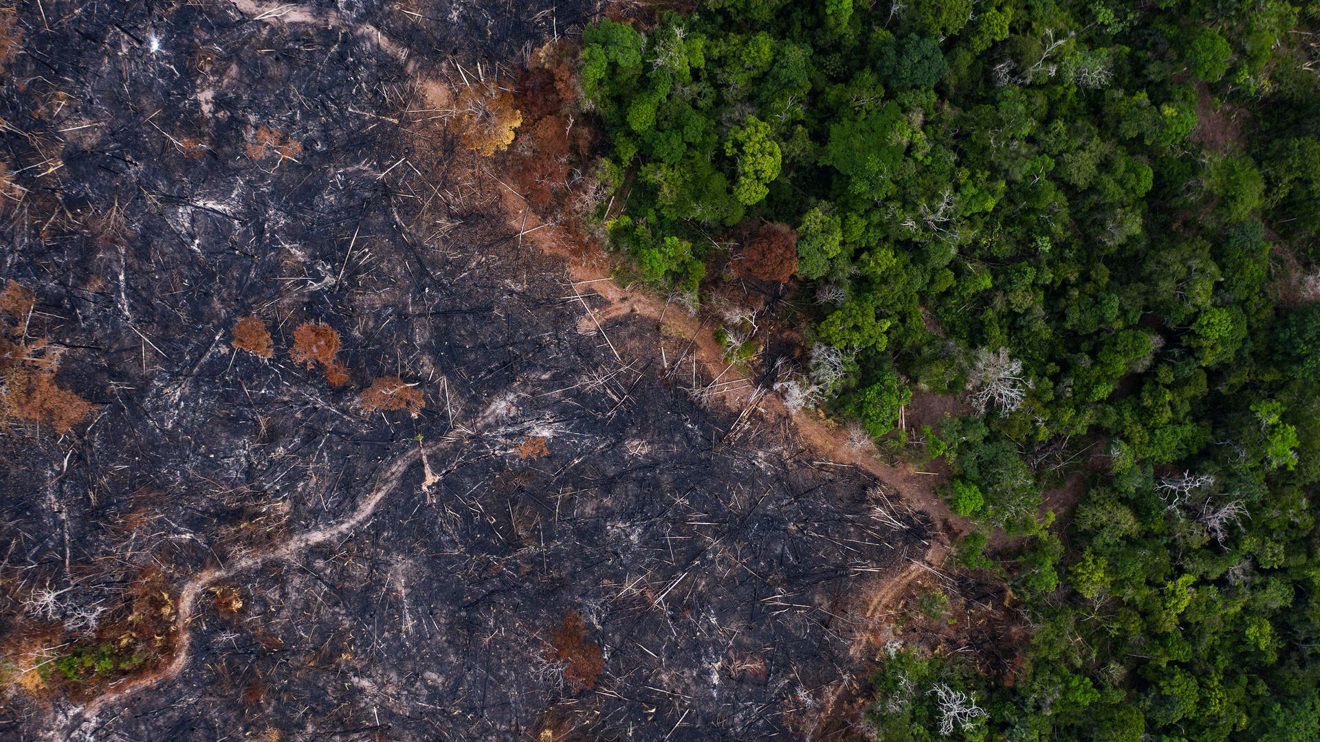 Trees stand alongside a burned area, left, of the Amazon rainforest in Prainha, Para state, Brazil. 