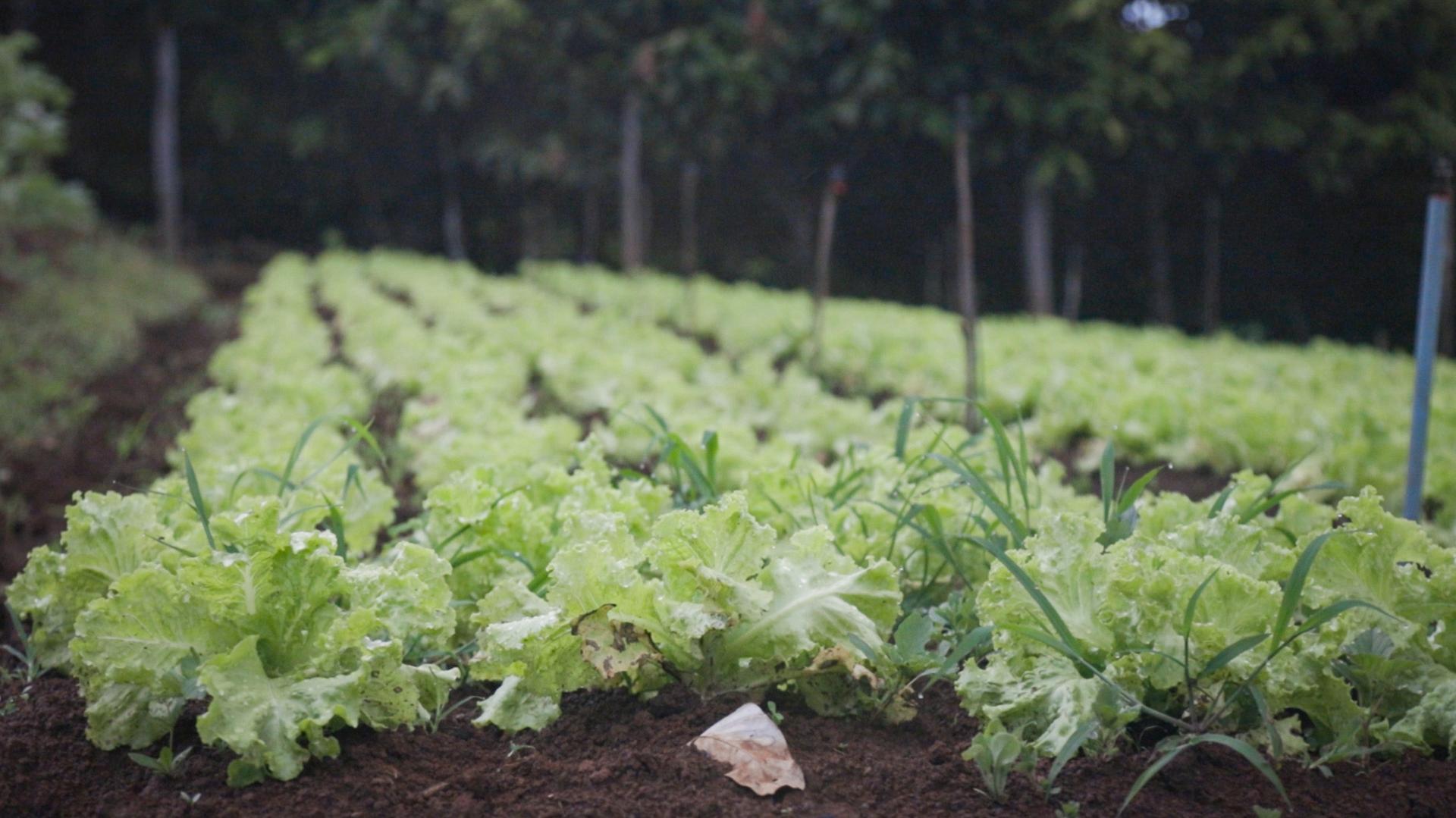 family farm