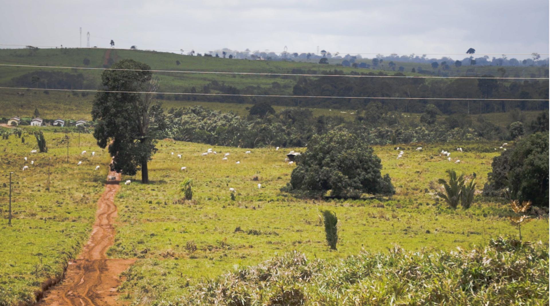 cow pasture