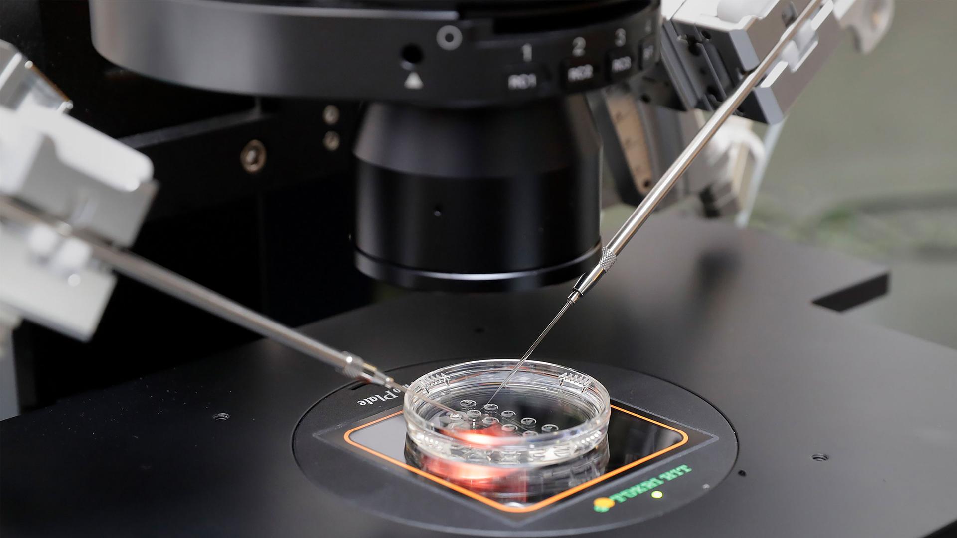 Eine kleine Petrischale mit mehreren Embryonen wird auf einem Mikroskopstativ positioniert, mit dem Zellen aus jedem Embryo entnommen werden, um sie im In-vitro-Fertilisationslabor des Aspire Houston Fertility Institute in Houston auf ihre Lebensfähigkeit zu testen, 27. Februar 2024.