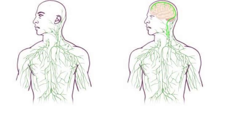 New lymphatic system
