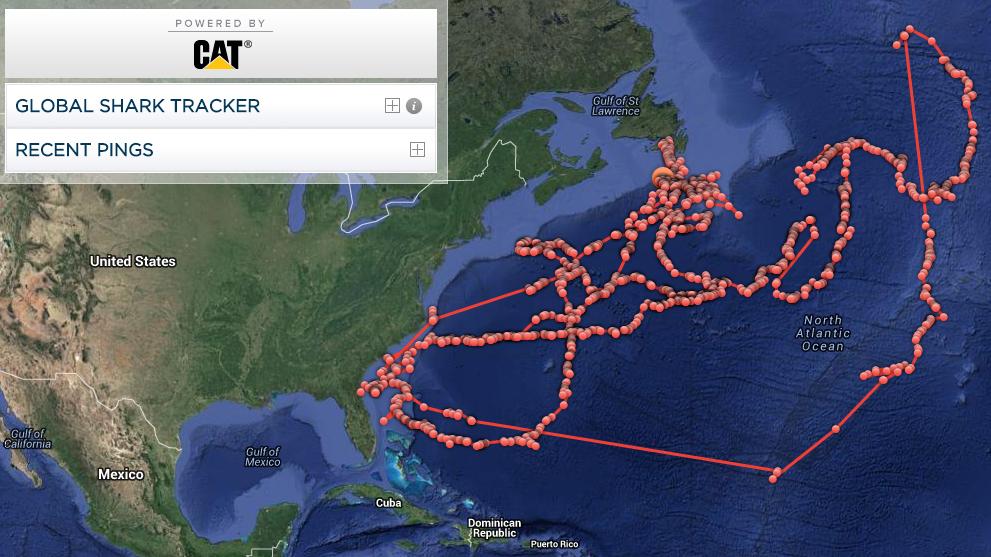OCEARCH tracking Lydia since she was tagged on March 2, 2013.