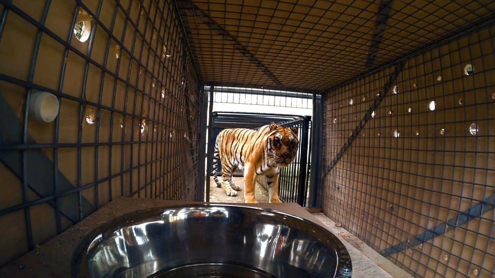 Phevos looks suspiciously into the travel crate.