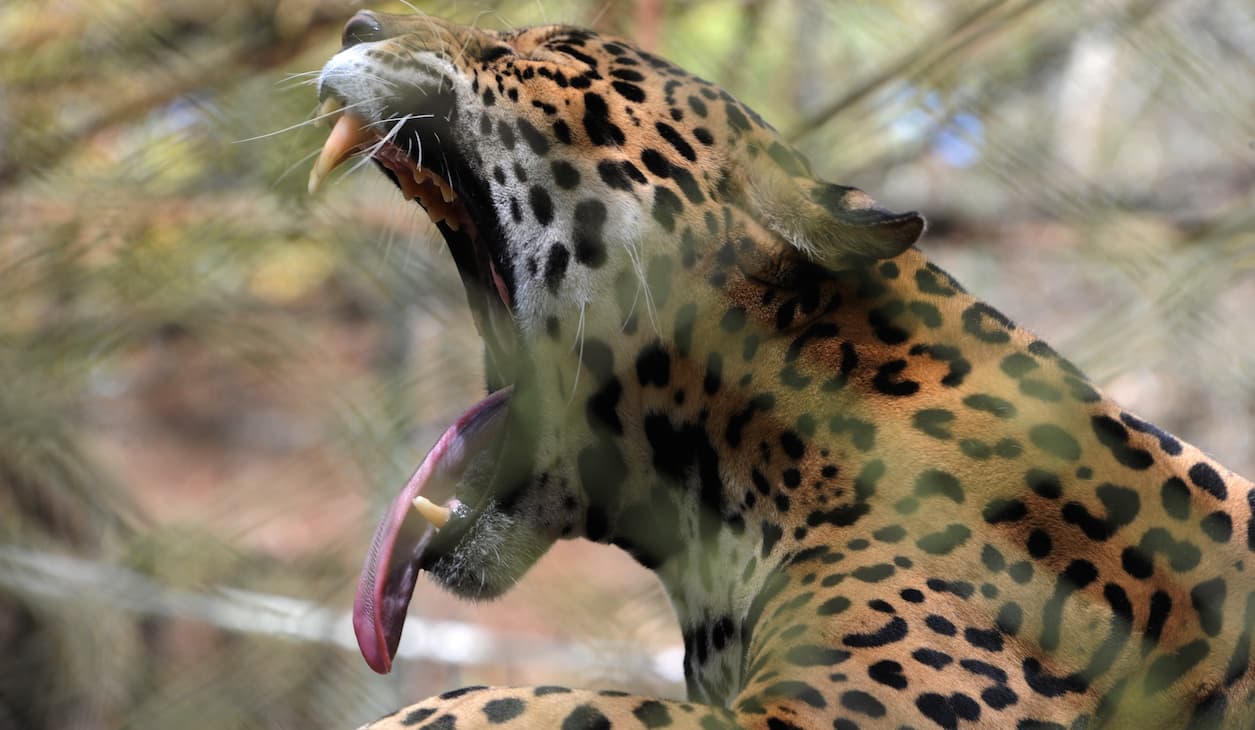Jaguar