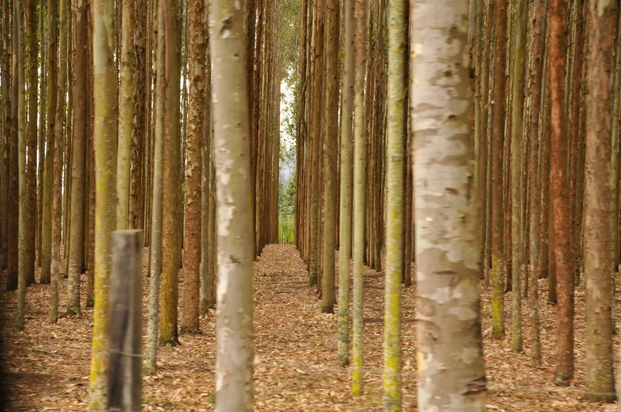 Kenya trees