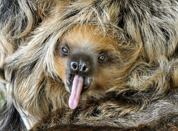 Sex Lives Of Sloths Not As Boring As We Think The World From Prx