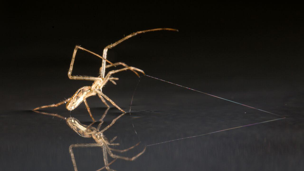 Spider using silk as an anchor or dragline