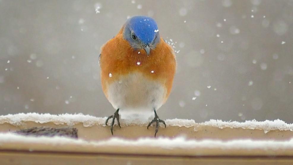 A bluebird braves the cold.