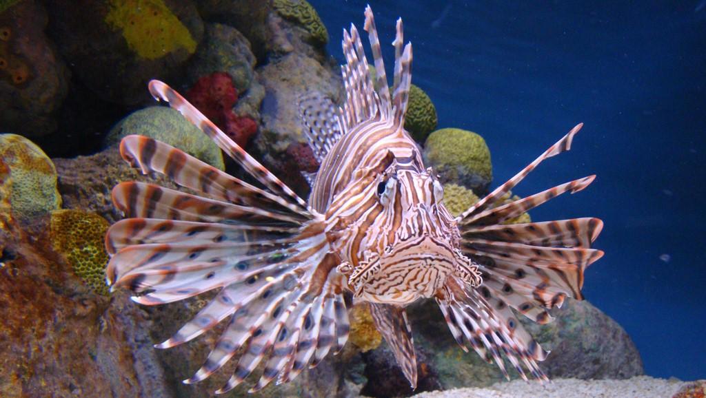a lionfish