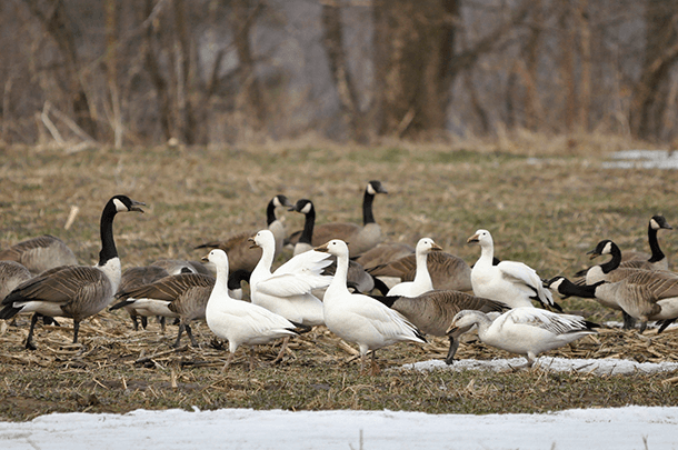 Foraging geese