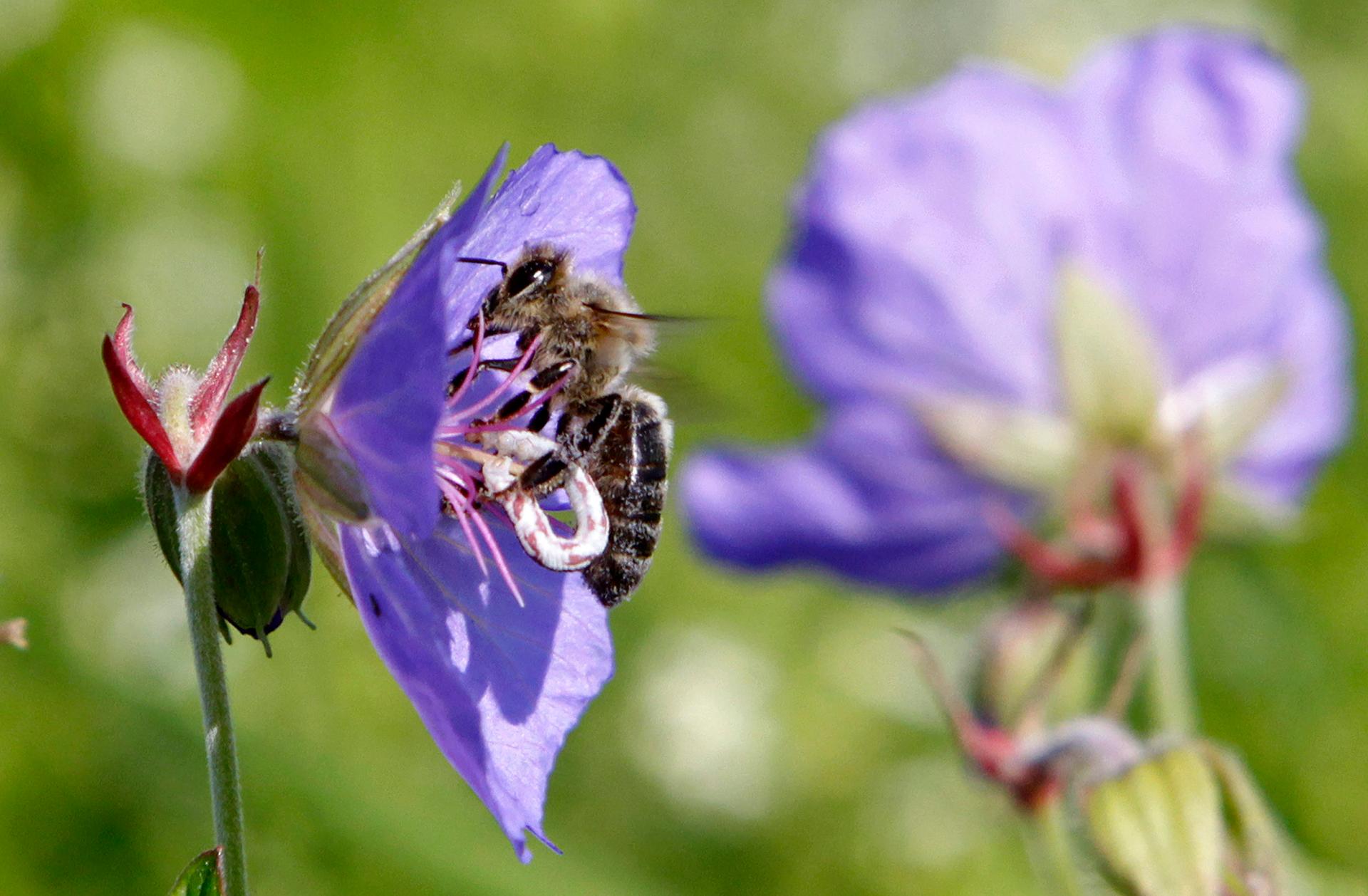 A bee collects pollen from a flower in Prague.