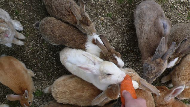 Bunnies on Okunojima, Japan
