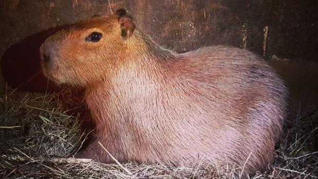 Case closed on Toronto's High Park capybara escape.