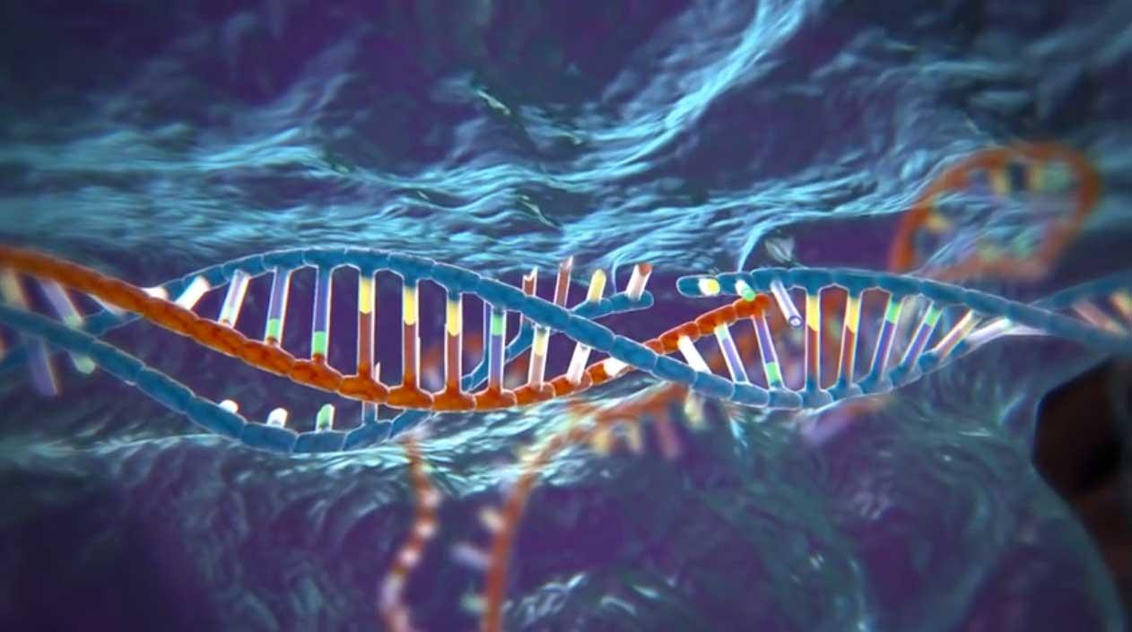 CRISPR is different from other gene editing techniques. It emerged from basic research into how bacteria fight off infections. Scientists realized they could use CRISPR to identify and cut apart specific DNA sequences in any cell.