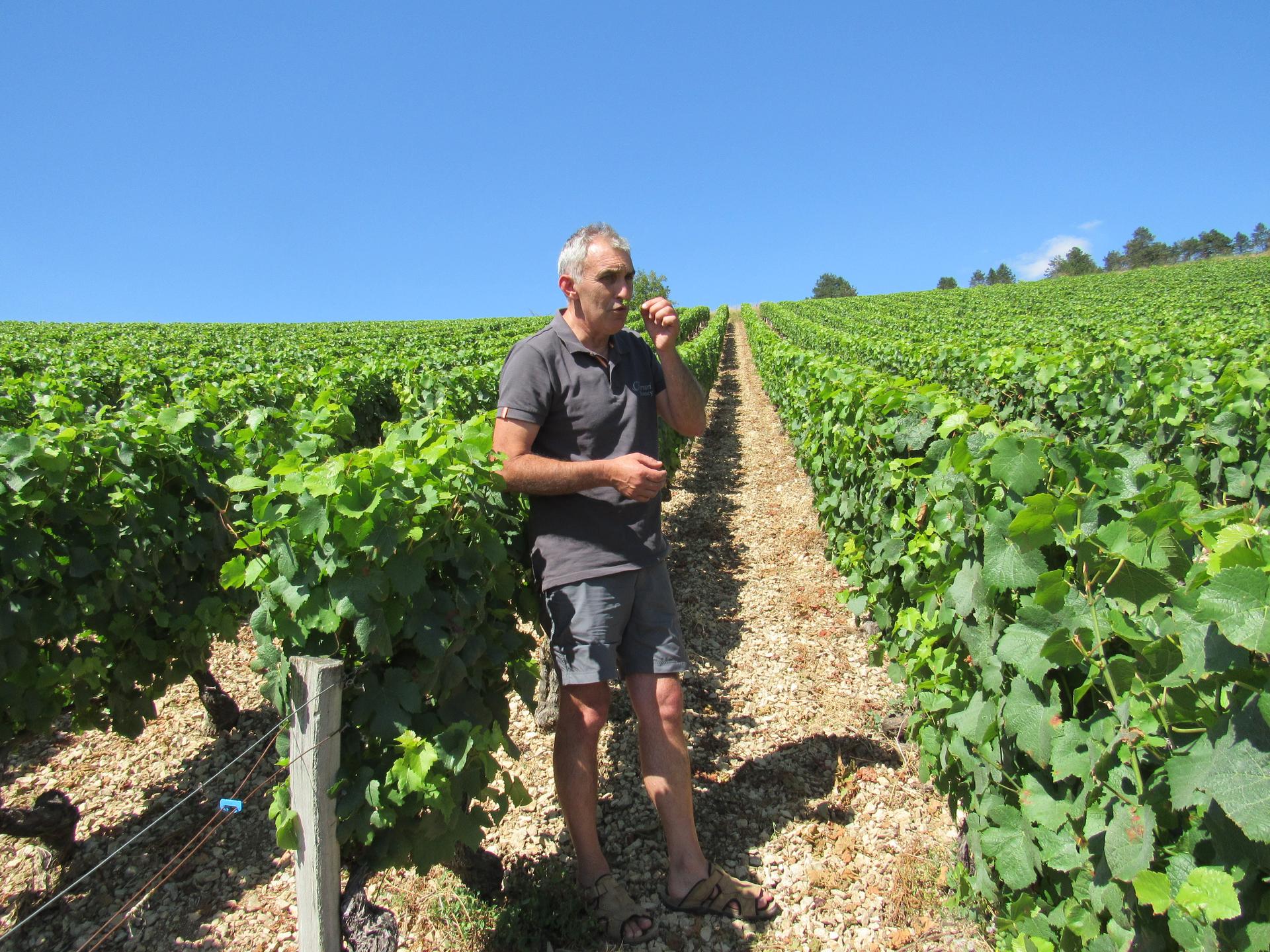 Christophe Ferrari in his vineyard in Irancy