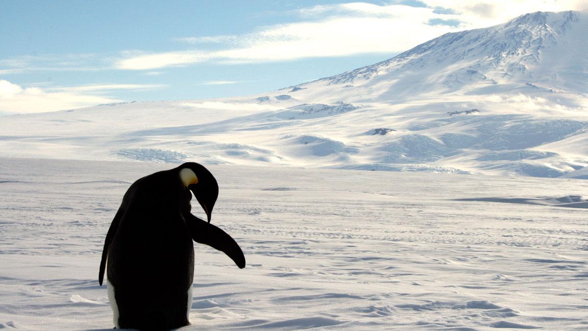 The Ross Sea in Western Antarctica, the site of the new marine protected area, is famous for its emperor penguins.