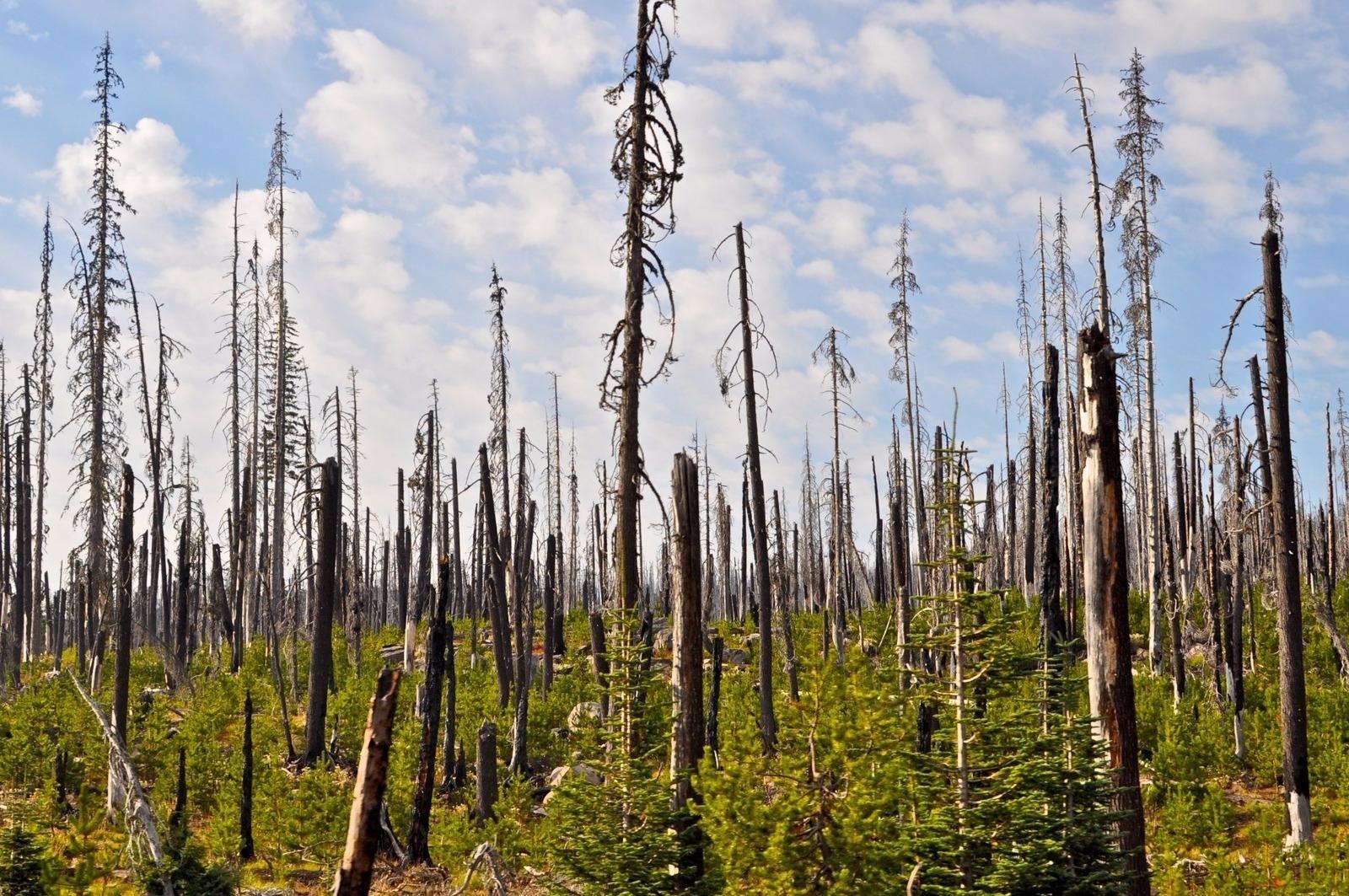 Massive forest fires can often result in a shifting of ecosystems, as regeneration becomes a more difficult task, especially in drier and warmer areas.