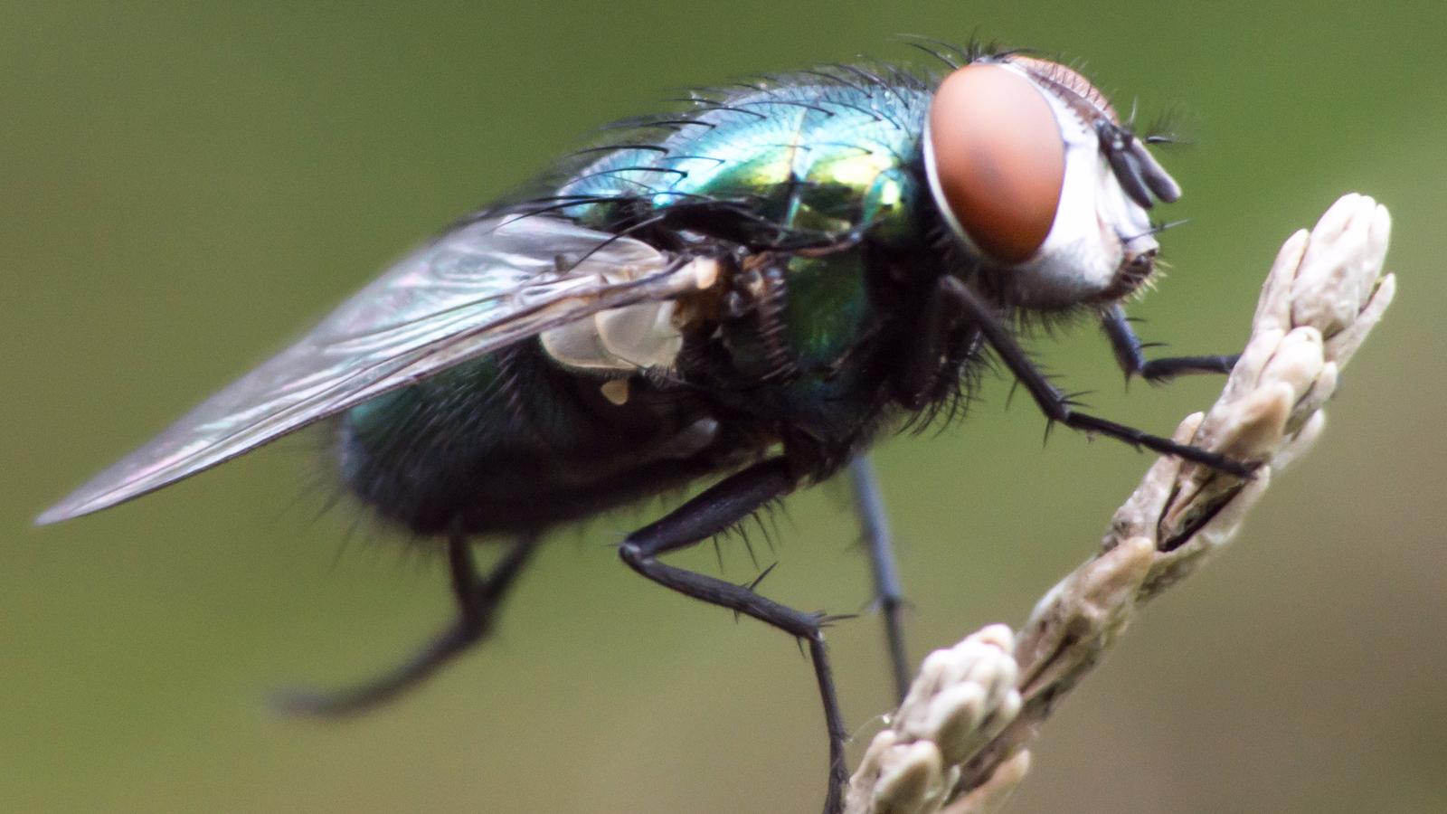 The common housefly makes up just one of 150 families of flies.