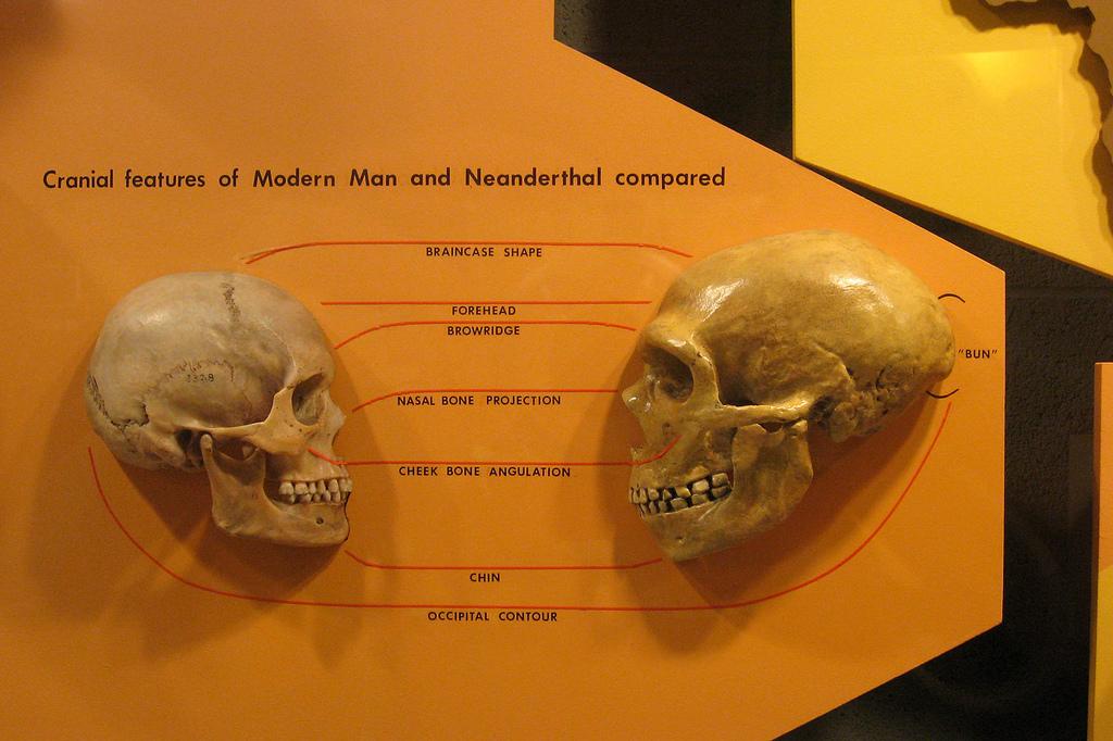Human and Neanderthal skulls