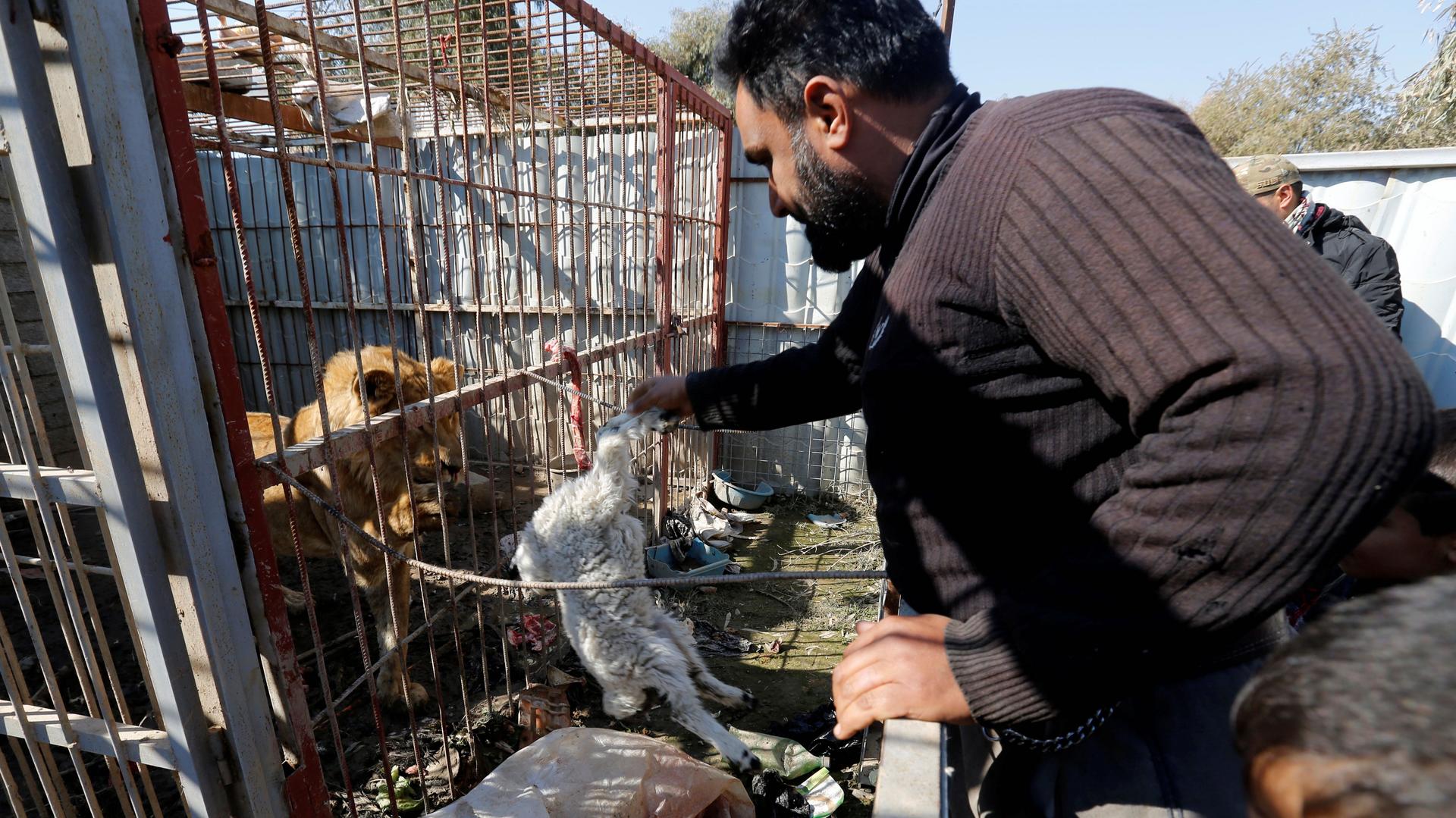 Mosul zoo