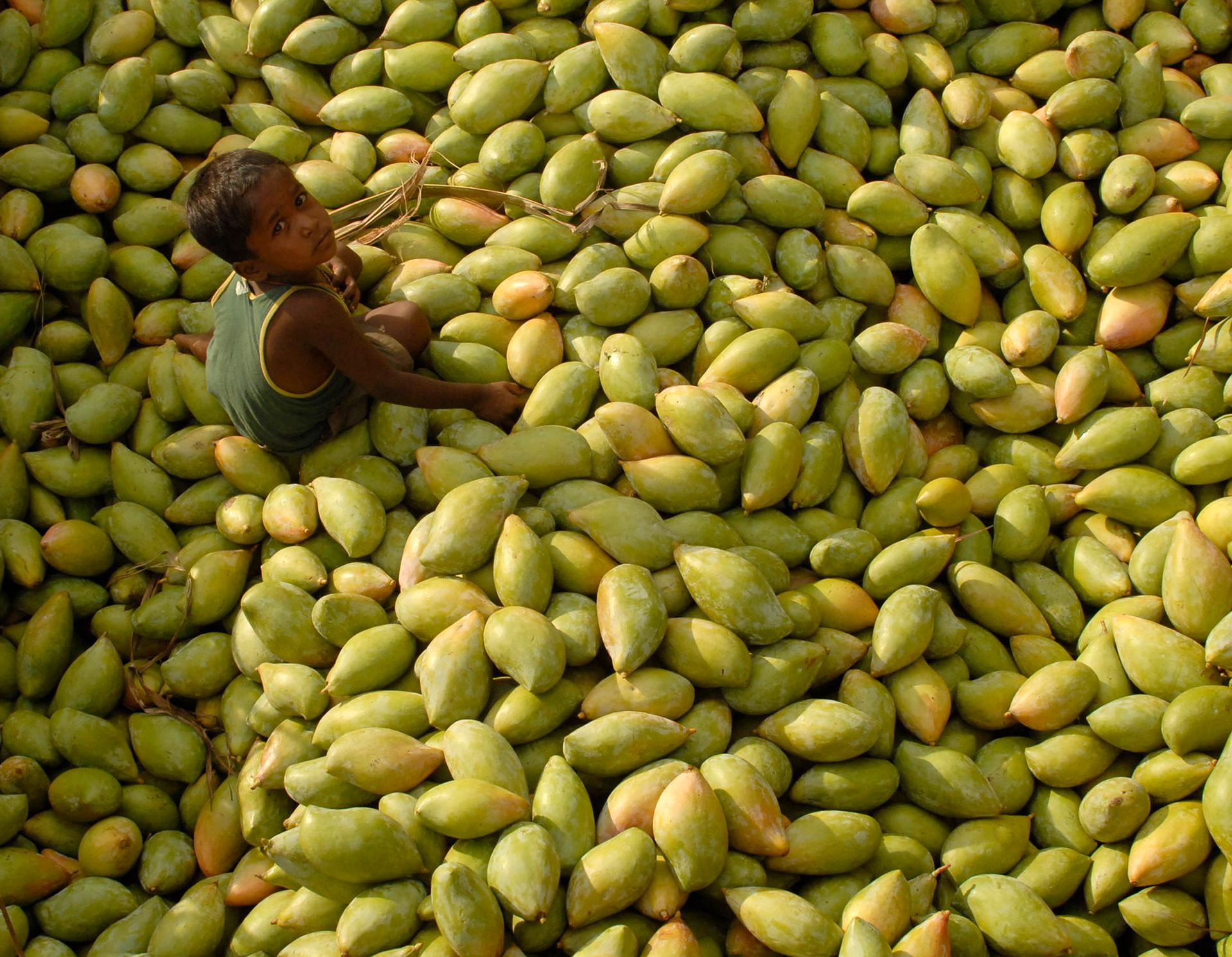 A child sits on a heap of mangos at a fruit wholesale market in Kodur village, about 650 km (404 miles) south of the southern Indian city of Hyderabad.