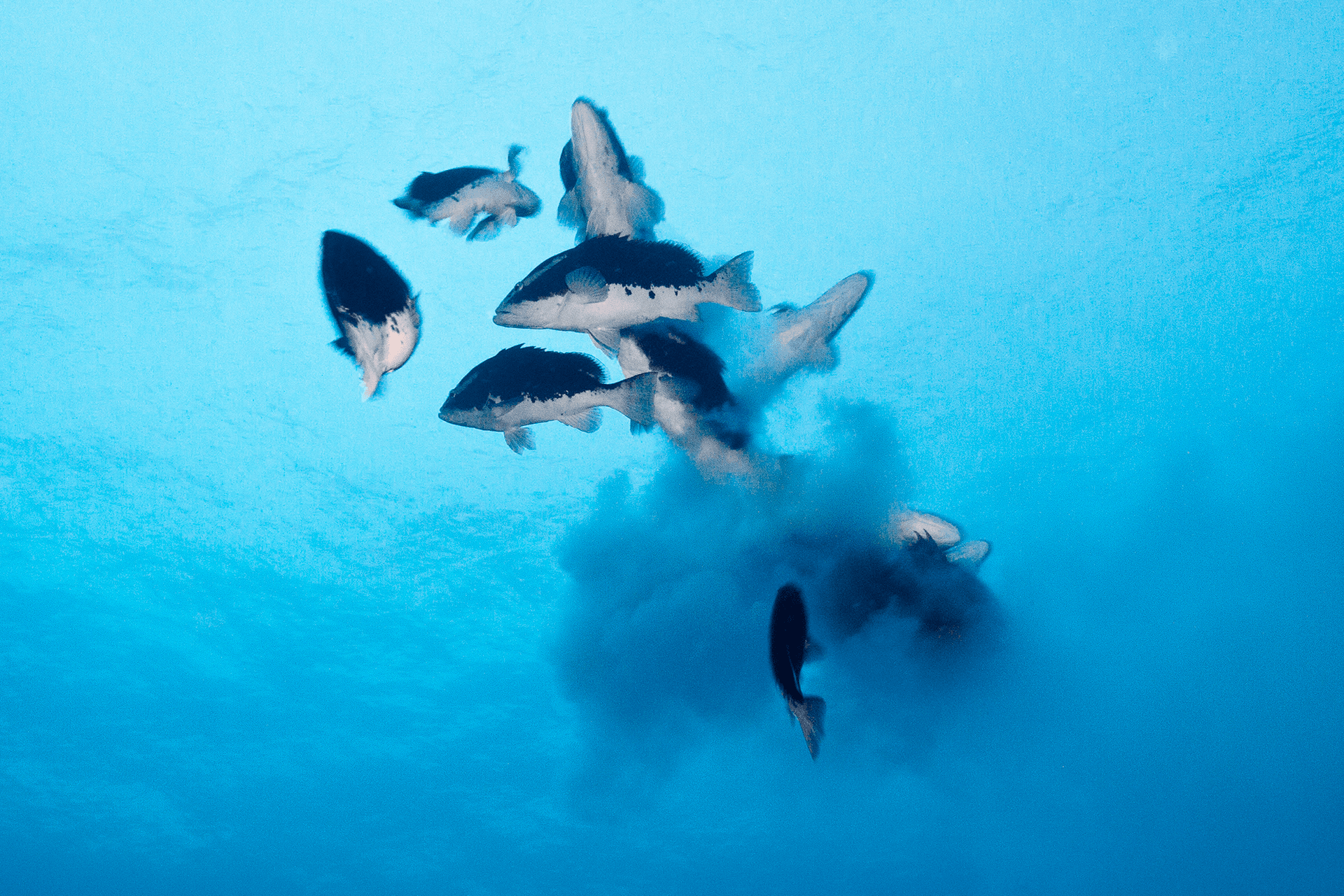 Nassau grouper spawning