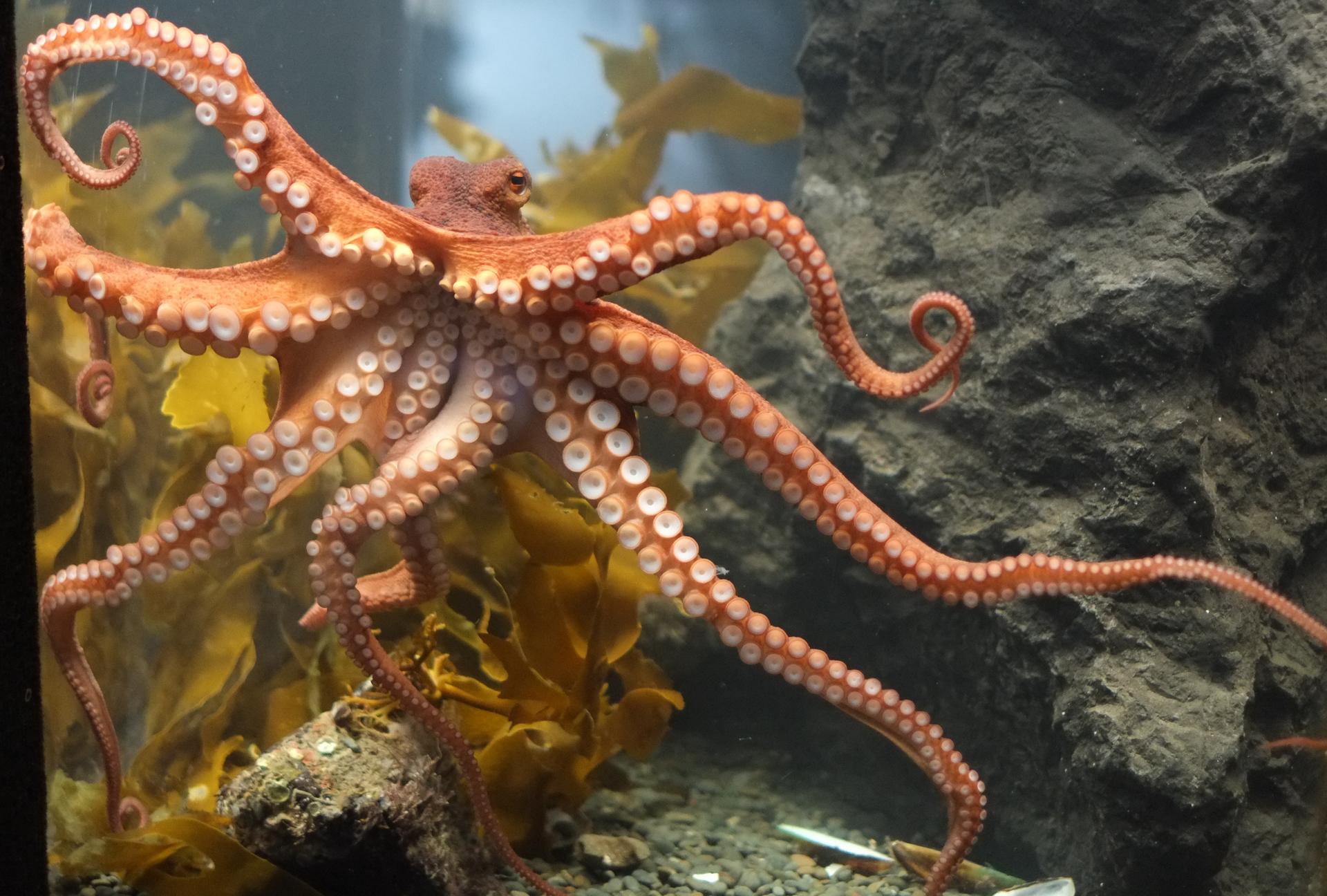 Octopus