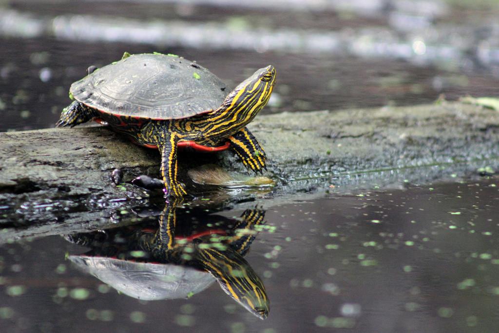 Painted turtle