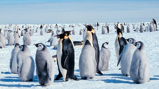 Emperor Penguins adults with chicks in Antarctica.