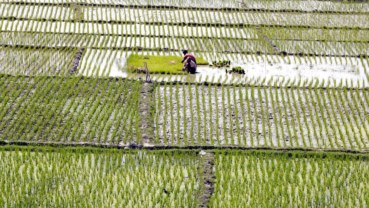 Rice paddies Bangladesh