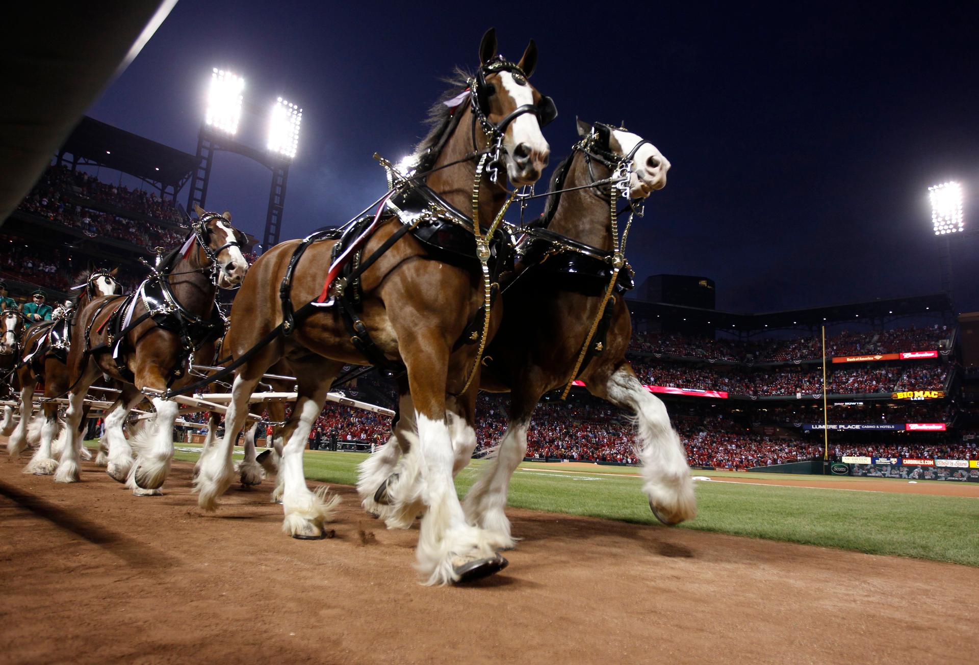 The Budweiser Clydesdales appear on the field before the St. Louis Cardinals met the Texas Rangers in Game 2 of MLB's World Series baseball championship in St. Louis, Missouri, October 20, 2011.