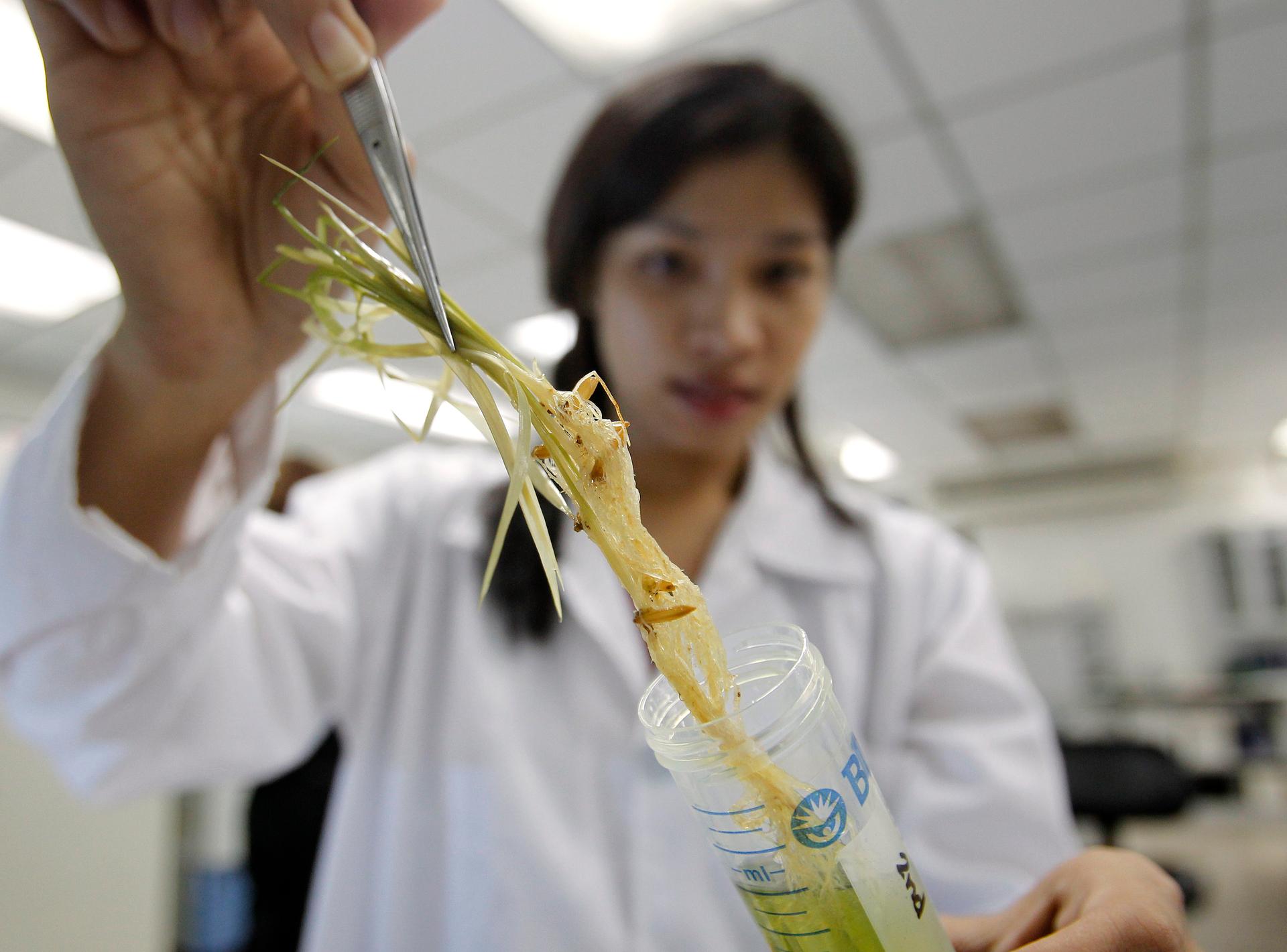 A scientist prepares to scan a root inside a laboratory at the International Rice Research Institute