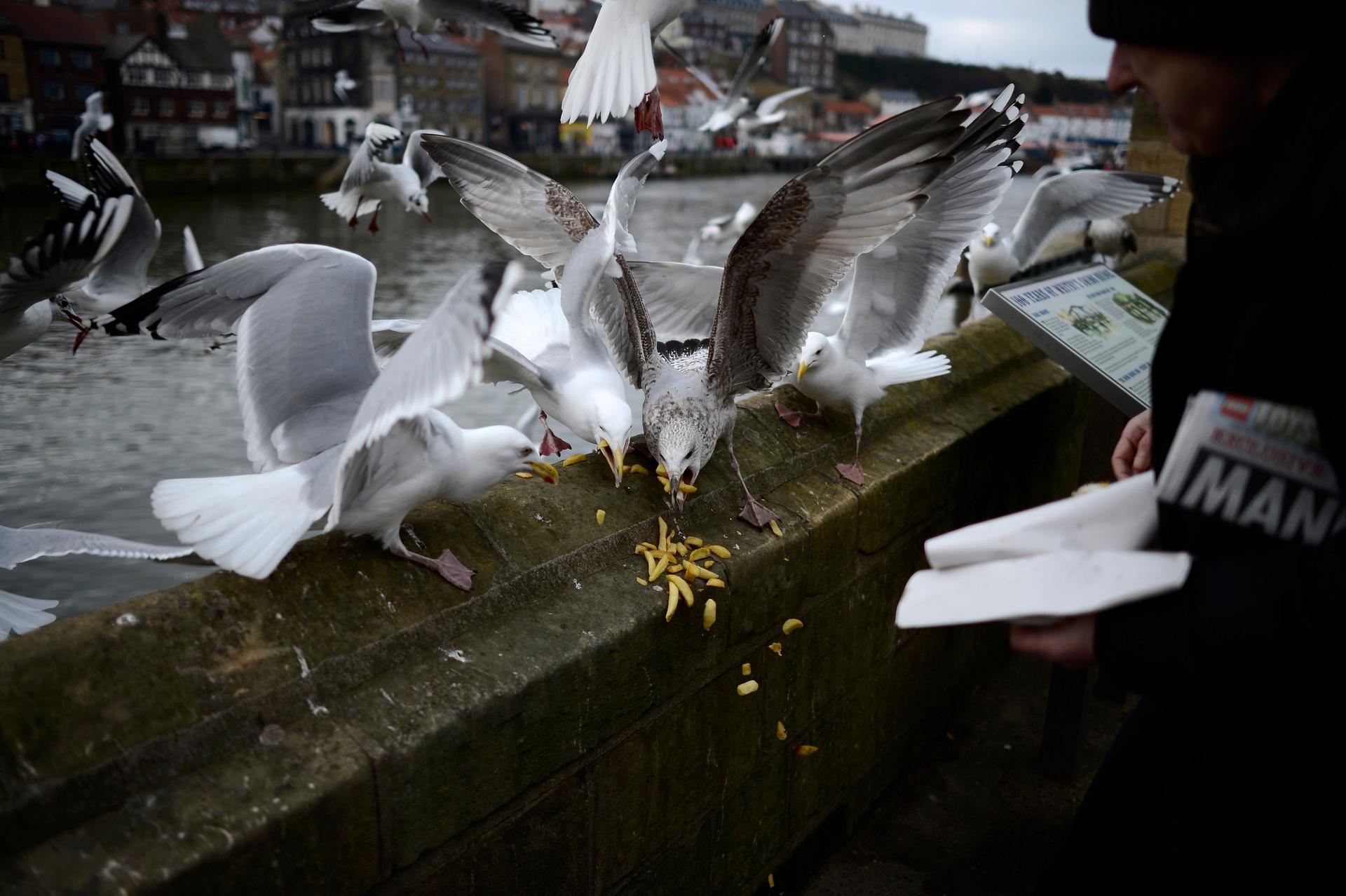 Britain's Prime Minister David Cameron has called for a 'big conversation' or national debate on the threat posed by aggressive gangs of seagulls