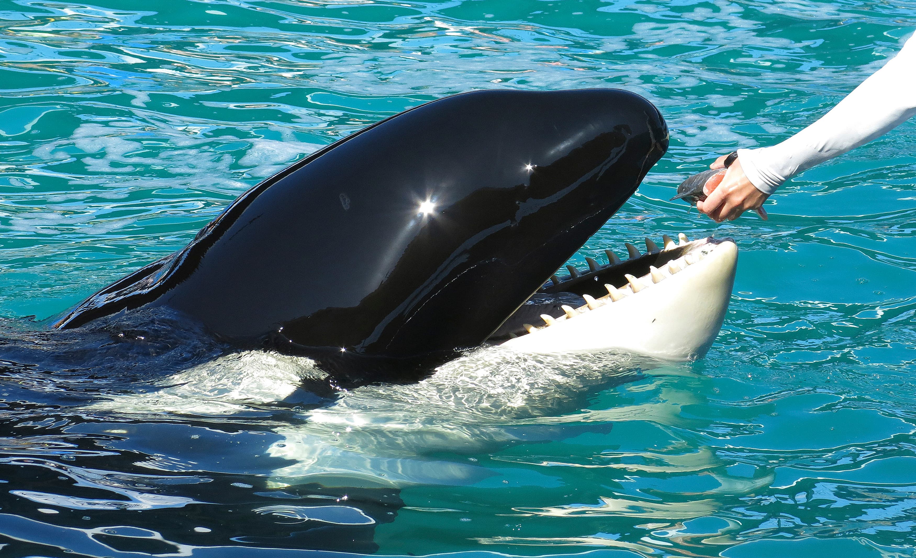 Killer whales