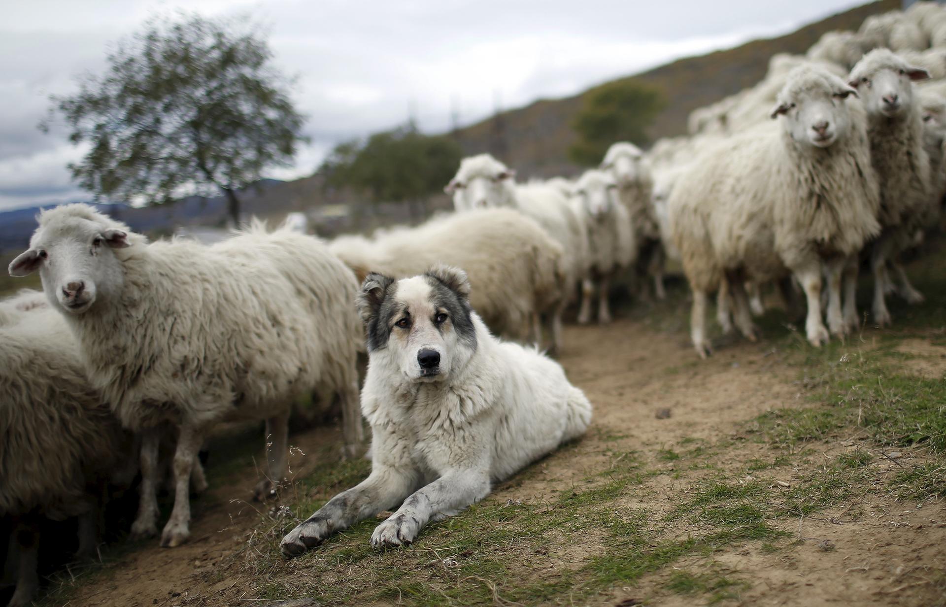 A shepherd dog tending a herd of sheep outside Tbilisi, Georgia.
